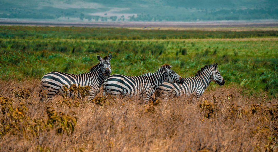 arusha Np