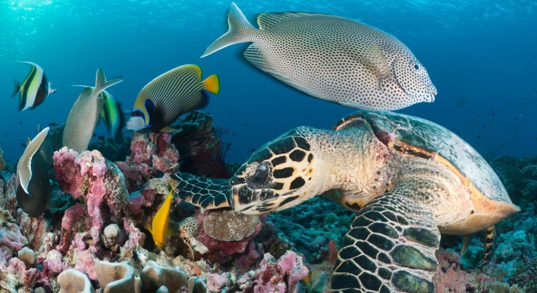coral-reef-reef-fish-diving-zanzibar