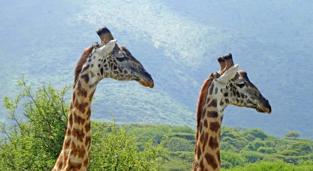 giraffes-manyara-3-scaled