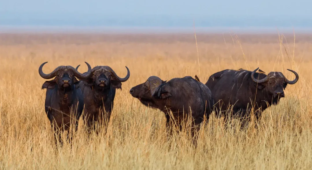 katavi-national-park.png