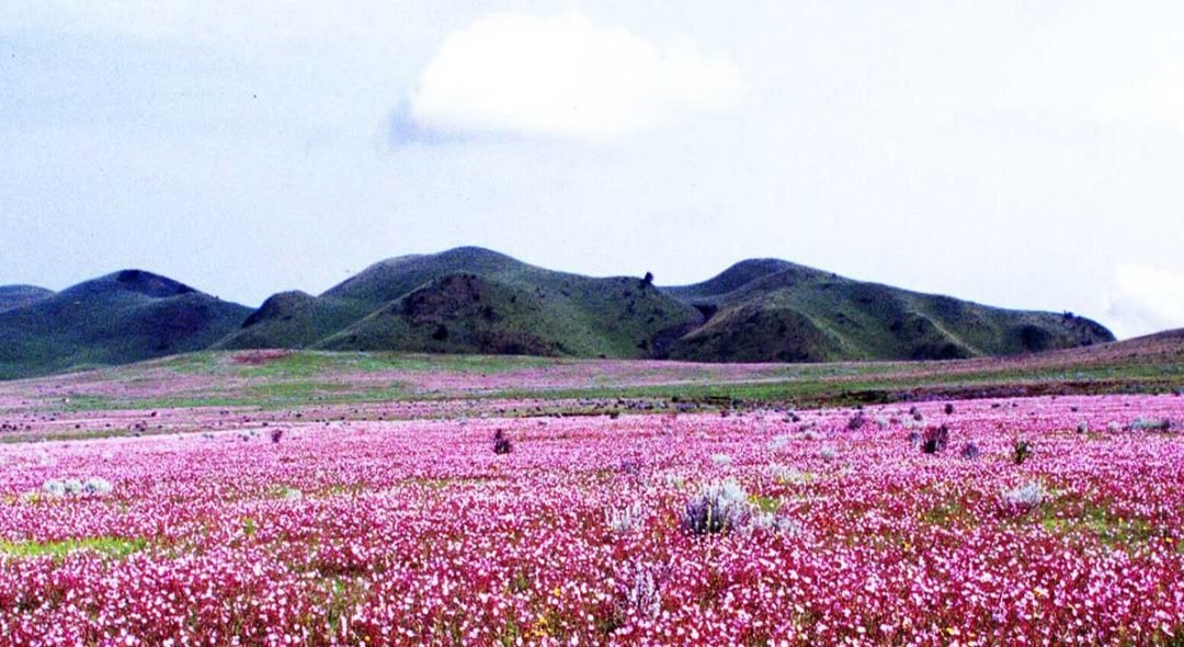 kitulo-national-park-banner