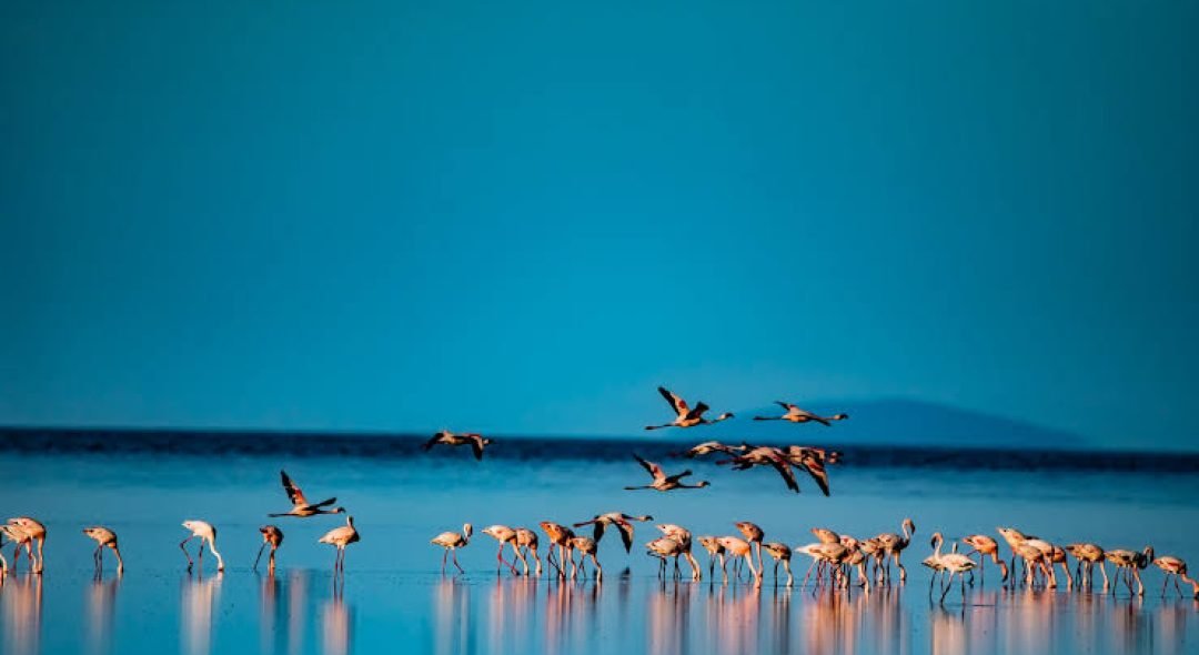 lake natron Np