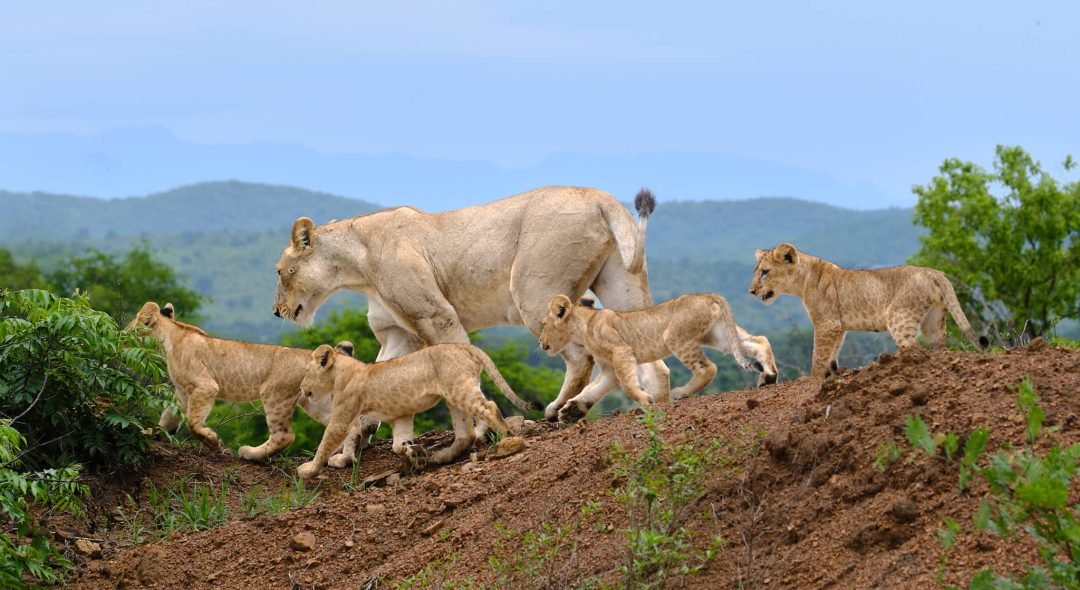 lion