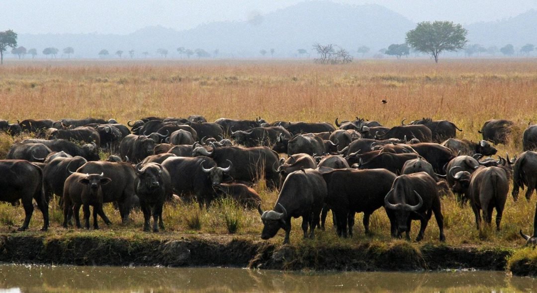 mikumi-national-park-buffalo-herd