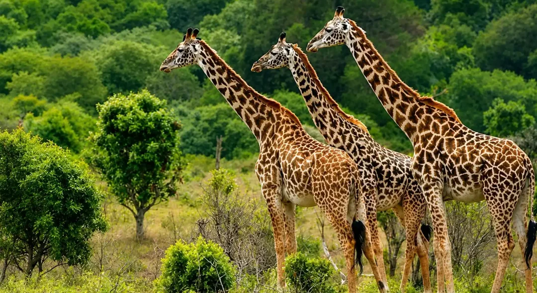 mikumi-national-park-safari-tour3