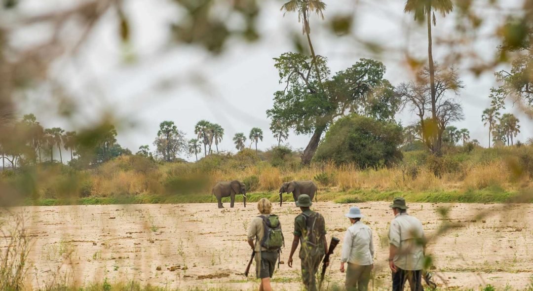 ruaha-national-park-elephants-through-bushes-walking-safari