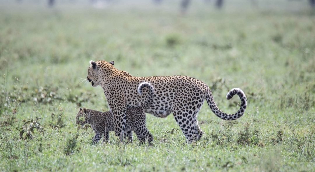 ruaha-national