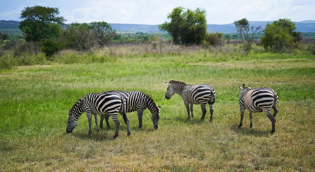 ruaha