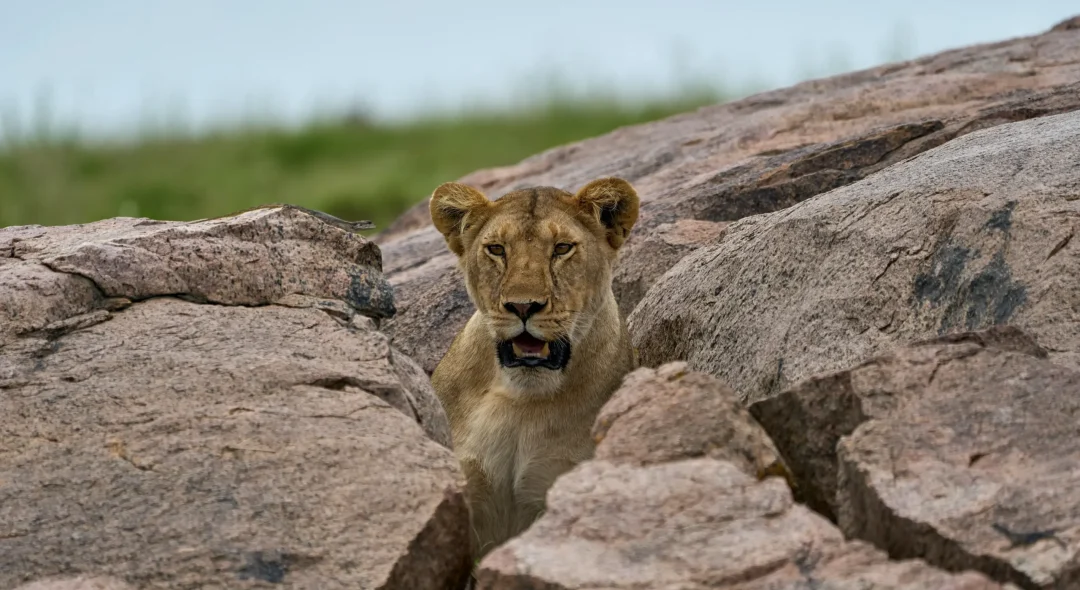 safari22