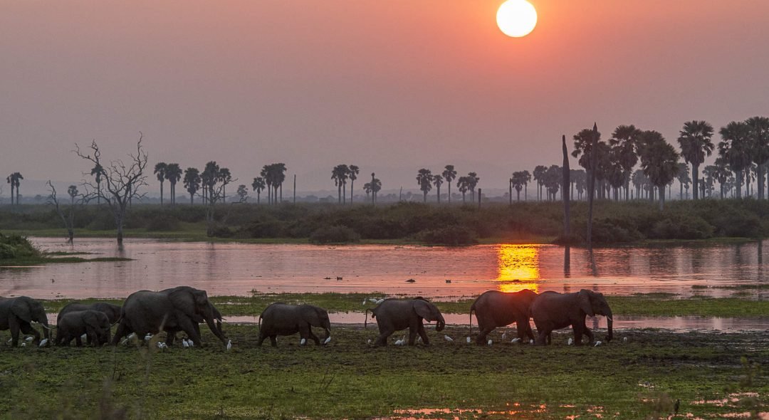 selous-selous-game-reserve-tanzania