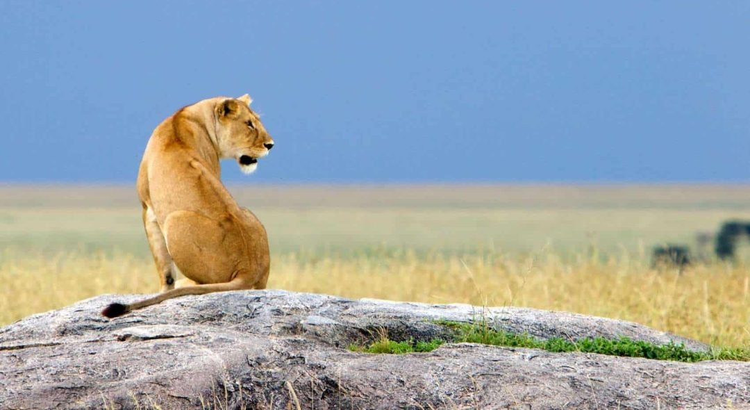 serengeti-5