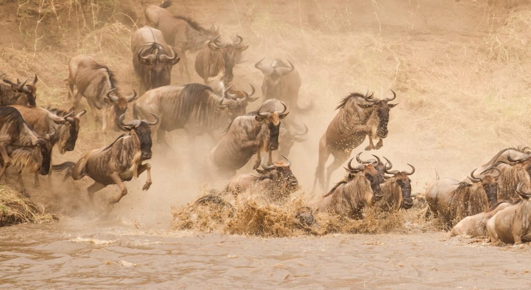 serengeti-wildebeest-jumping